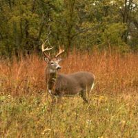 33,539 acres Freedom Hills hunting land for Turkey & Duck at Cherokee, AL