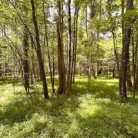 3 acres for a Custom Home Site in Greensville County VA images 2
