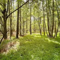 3 acres for a Custom Home Site in Greensville County VA images 4