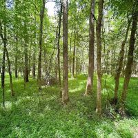 3 acres for a Custom Home Site in Greensville County VA images 5