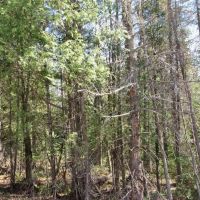 Recreational 6 Acre Parcel 50143060