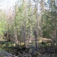 Recreational 6 Acre Parcel 50143060 images 3