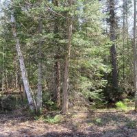Recreational 6 Acre Parcel 50143060 images 5
