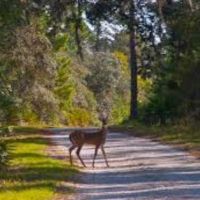 Geneva State Forest WMA of 16,093 acres for Turkey hunting in Geneva, AL