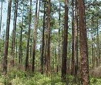 Geneva State Forest WMA of 16,093 acres for Turkey hunting in Geneva, AL images 4