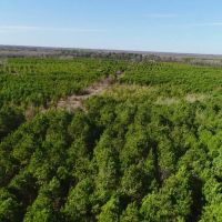 Bowie County Forest images 2