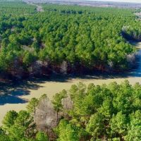 Bowie County Forest images 4