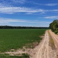 166.8 Acres in The Mississippi Delta Leflore County images 3