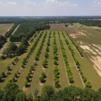 Montgomery Farm