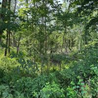 LAND FOR SALE - 9.6 - ACRES- WOODS - PASTURE - OSGOOD INDIANA - RIPLEY COUNTY images 5