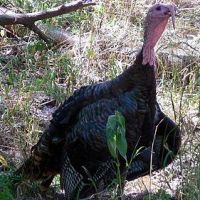 Becky Creek WMA - 1,930 acres land for Deer and Turkey hunting in north WV