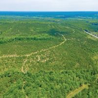 116 Acre Prime Hunting and Timberland tract images 4
