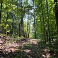 Shoal Creek Tract -230 Acres images 3