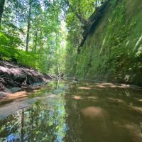 Shoal Creek Tract -230 Acres images 4