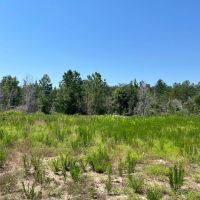 Shoal Creek Tract -230 Acres images 5
