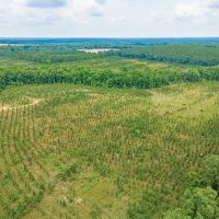 41-Acre Retreat with Thriving Pines on Powell School Road images 4