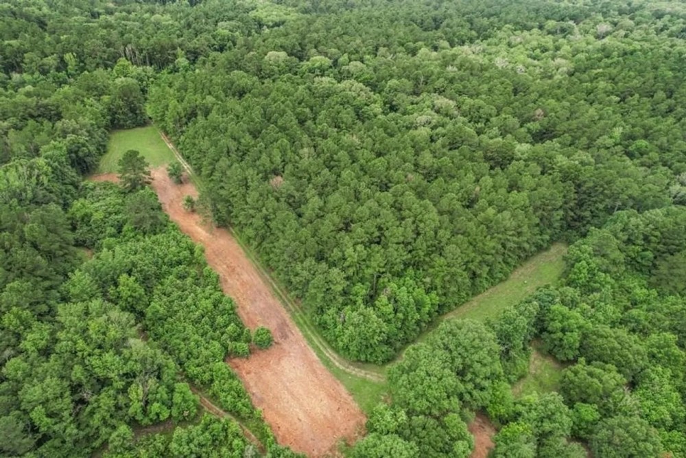 Hunting Land for Sale in East Baton Rouge Parish featured image