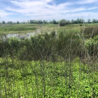 Willow Lakes