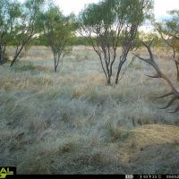 Wichita Mountains 320 images 2