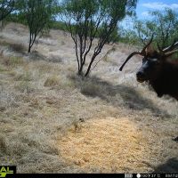 Wichita Mountains 320 images 3