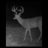 Family Friendly managed deer lease looking for a few members
