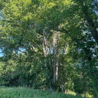 LAND FOR SALE - 10 ACRES - RECREATIONAL- HUNTING - CLOVERDALE INDIANA - PUTNAM COUNTY images 4