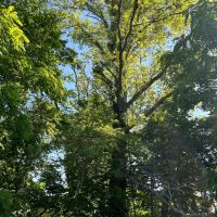 LAND FOR SALE - 10 ACRES - RECREATIONAL- HUNTING - CLOVERDALE INDIANA - PUTNAM COUNTY images 5