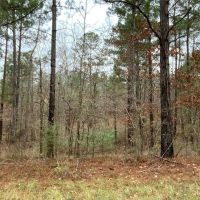 Posey Webb Camp Road - Tract C Catahoula Parish 22.11 Acres - images 3