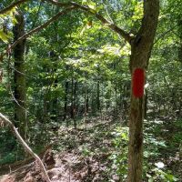 10 - Acres in Bankhead National Forest images 4