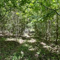 10 - Acres in Bankhead National Forest images 5