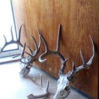 Hunting lease on Navidad River