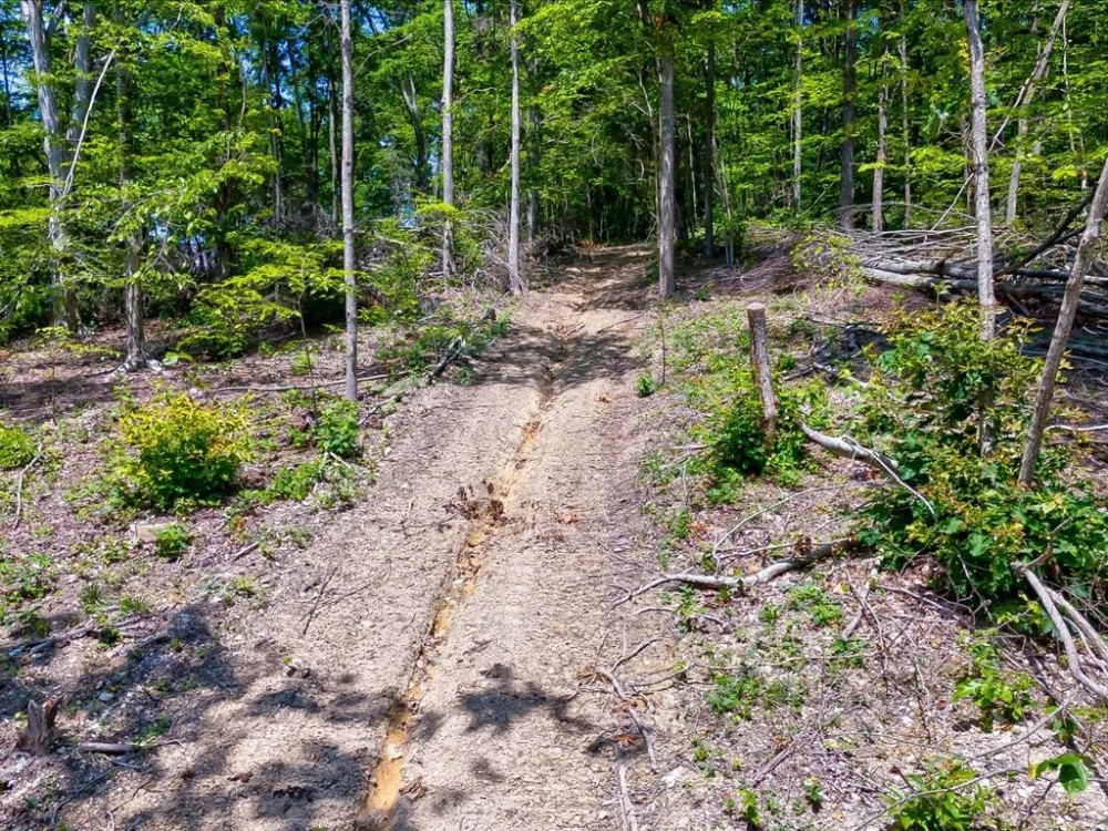 25.63 Acres of Unrestricted Wooded Paradise featured image
