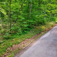 25.63 Acres of Unrestricted Wooded Paradise images 5