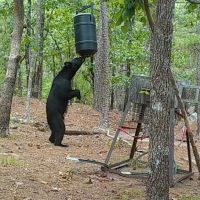 Buck Creek Recreational Hunting Ranch Moyers Pushmataha County OK 517 AC images 2