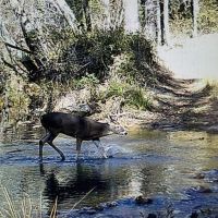 Buck Creek Recreational Hunting Ranch Moyers Pushmataha County OK 517 AC images 3