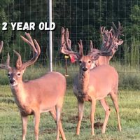 Relentless Whitetails Hunting Preserve