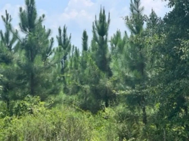 120 ACRES HUNTING LAND featured image