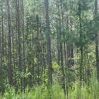 120 ACRES HUNTING LAND images 2