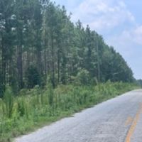 120 ACRES HUNTING LAND images 3