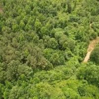 58 Acres in Smith County in Pulaski MS images 3