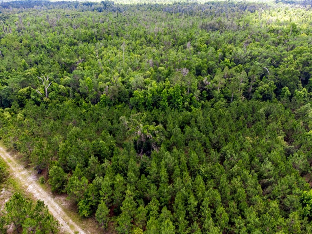 Brushy Hammock Farm Lot 3 - 211 Ac featured image