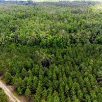 Brushy Hammock Farm Lot 3 - 211 Ac