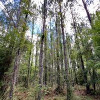 Brushy Hammock Farm Lot 3 - 211 Ac images 2
