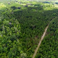 Brushy Hammock Farm Lot 3 - 211 Ac images 3