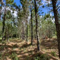 Brushy Hammock Farm Lot 3 - 211 Ac images 4