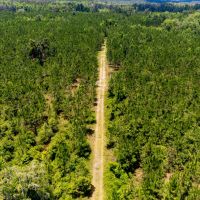 Brushy Hammock Farm Lot 3 - 211 Ac images 5