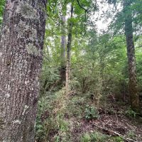 64 Acres in Scott County MS images 5