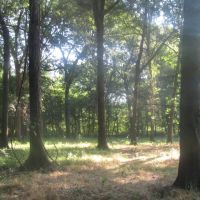 Recreational Hunting Paradise Grant Choctaw County OK 40 AC images 3