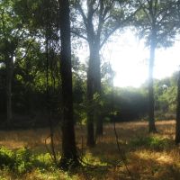 Recreational Hunting Paradise Grant Choctaw County OK 40 AC images 4