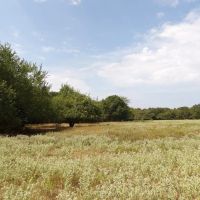 RANCH AND RECREATIONAL 520 ACRES BOSWELL CHOCTAW CO. OKLA.